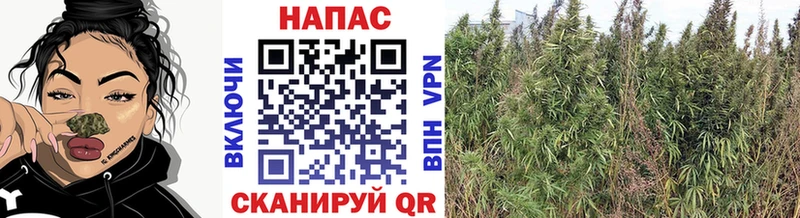 хочу наркоту  Новочеркасск  Шишки марихуана сатива 